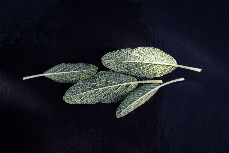 Aromatic Sage Leaves with Dark Background. Stock Image Image of