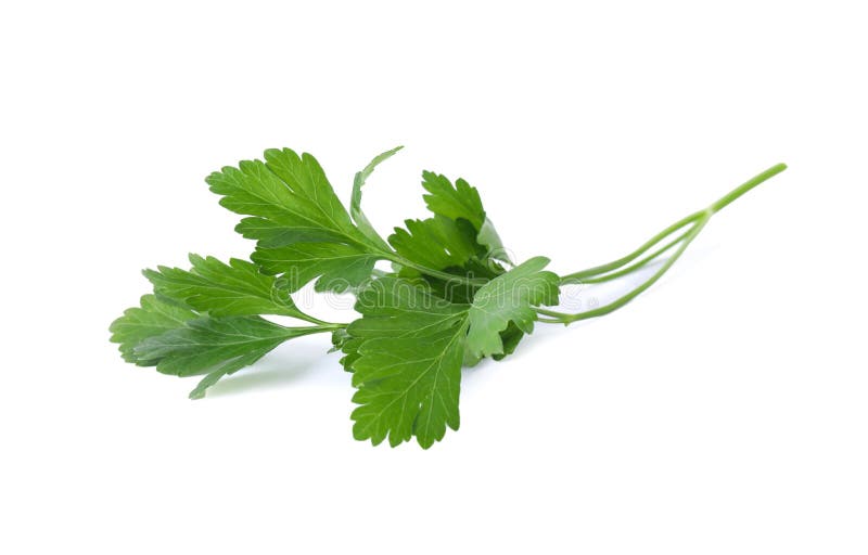 Aromatische verse groene peterselie geïsoleerd stock foto