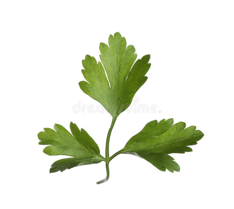 Aromatische verse groene peterselie geïsoleerd stock foto's