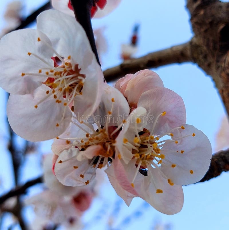 Aromatisk aprikosblomningsgren på våren royaltyfri foto