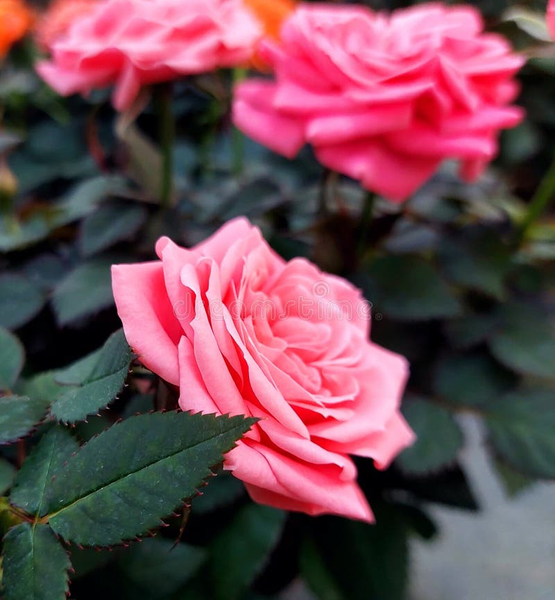 Aromatisk rosenhuvud för blomningsgrenen arkivfoton