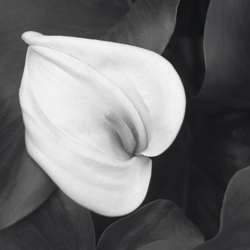 Arum lily flower detail in black and white. Square format. Arum lily flower detail in black and white. Square format