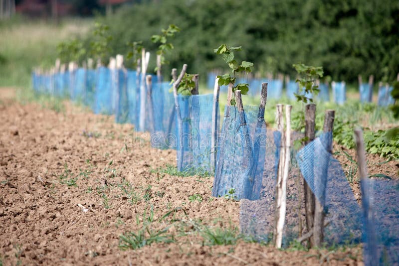 Aronia στοκ εικόνες Aronia στοκ εικόνες