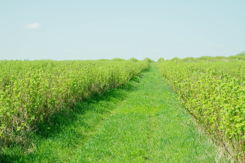 Aronia field