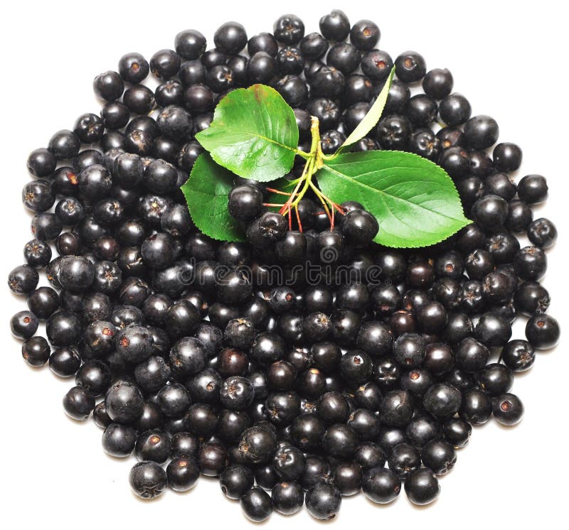 Aronia melanocarpa