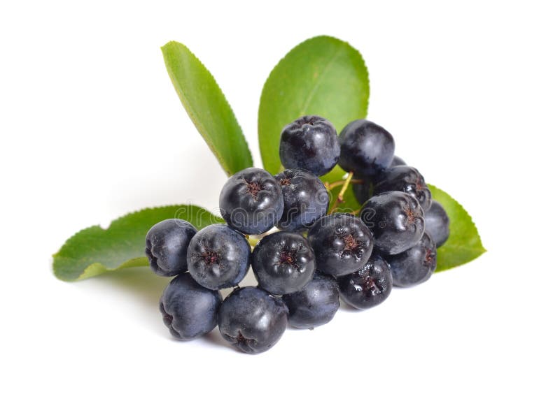 Aronia melanocarpa, called the black chokeberry. Isolated on white background