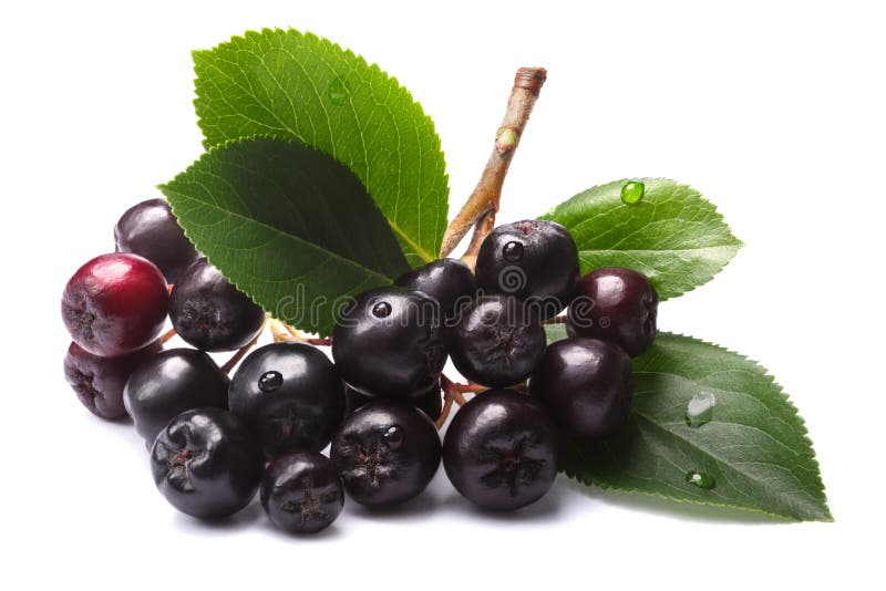 Chokeberry Nero (melanocarpa Di Aronia) Fotografia Stock - Immagine Di Famiglia, Bacca: 43825136 - Foto 3