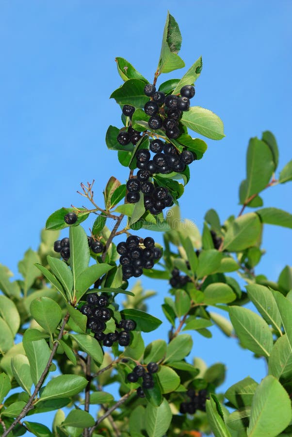 Aronia shrub stock photo. Image of bunches, black, chokeberries 15585192