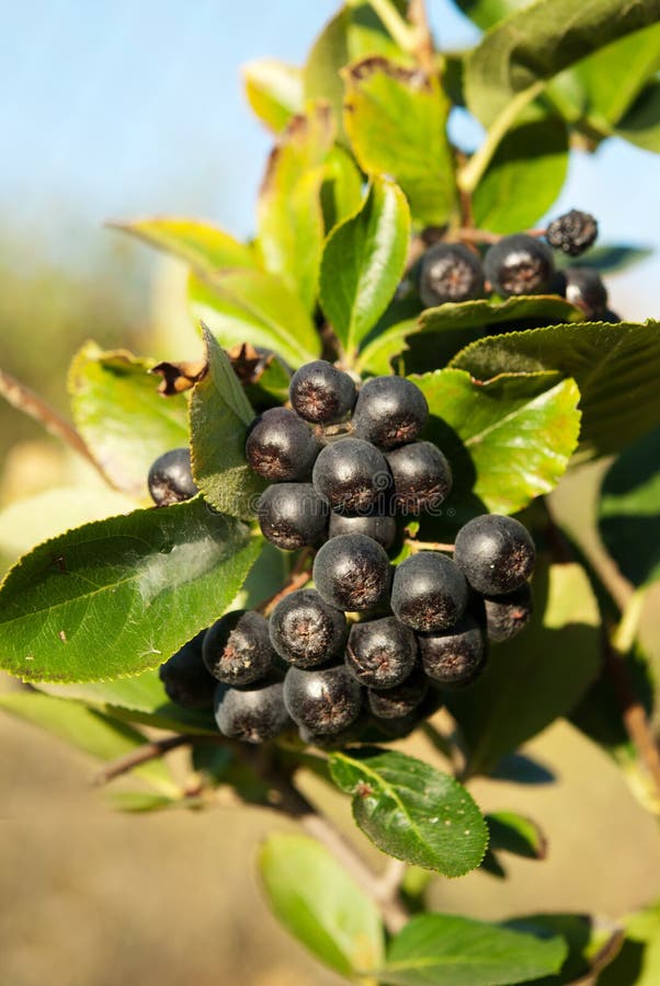 Aronia shrub stock photo. Image of fruit, chokeberries 26429386
