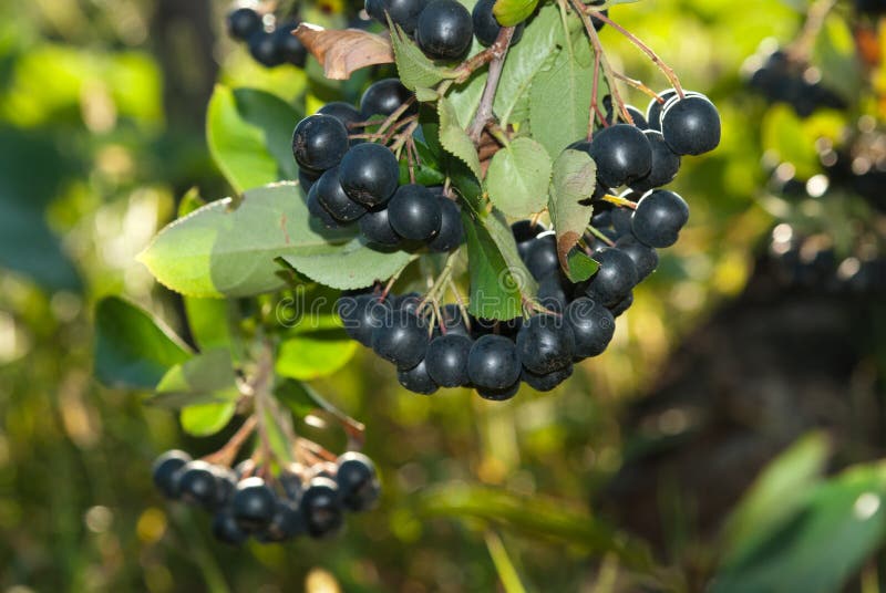 Aronia shrub stock photo. Image of fruit, chokeberries 26429386