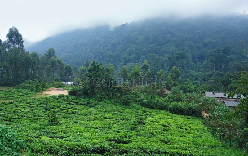 Foggy scenery around the Bwindi Impenetrable Forest in Uganda (Africa). Foggy scenery around the Bwindi Impenetrable Forest in Uganda (Africa)