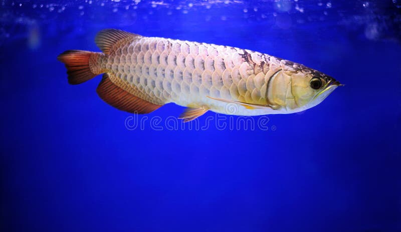 Koi Fish stock photo. Image of swimming, large, wild, nature - 1306770