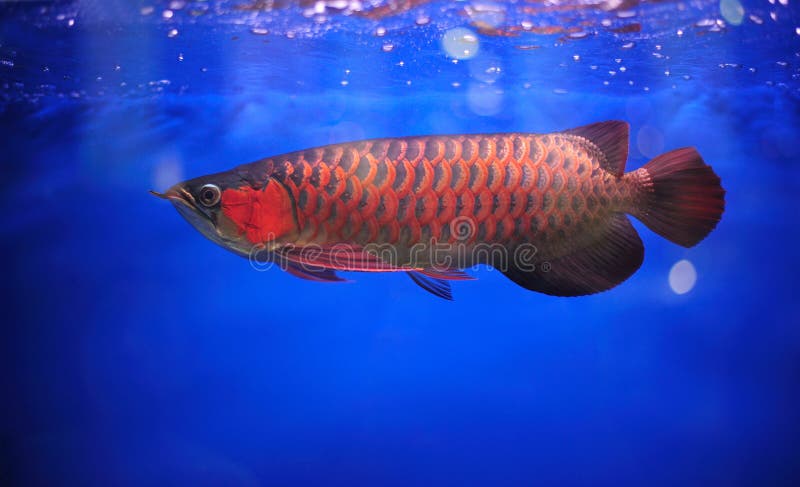 Arowana.