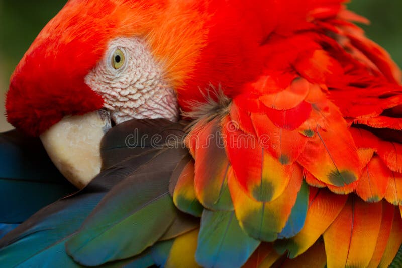 Arra Macaw Parrot Bird With Bright Red Feathers
