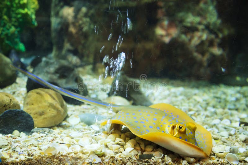 A arraia-lixa Bluespotted Ribbontail Ray de Bluespotted, Dot Stingray azul é um peixe de residência inferior atrativo Tem um corp fotografia de stock A arraia-lixa Bluespotted Ribbontail Ray de Bluespotted, Dot Stingray azul é um peixe de residência inferior atrativo Tem um corp fotografia de stock