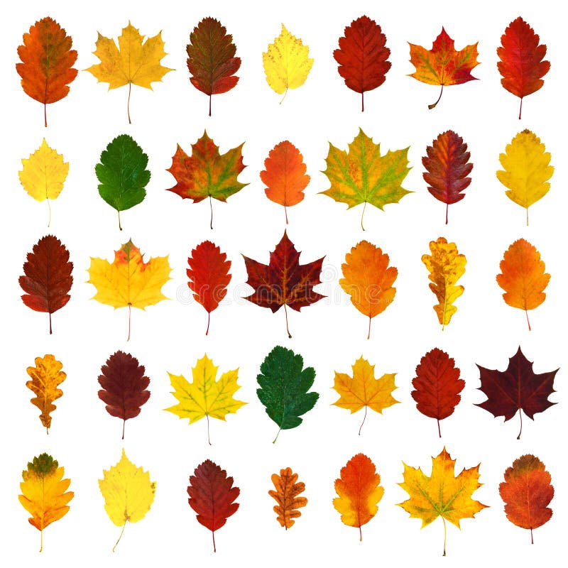 Arranged colorful yellow, red, orange, green hawthorn, maple, oak fall leaves