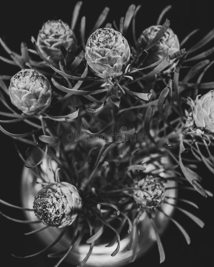 An Arrangement of Protea Flower Buds Stock Image Image of beautiful