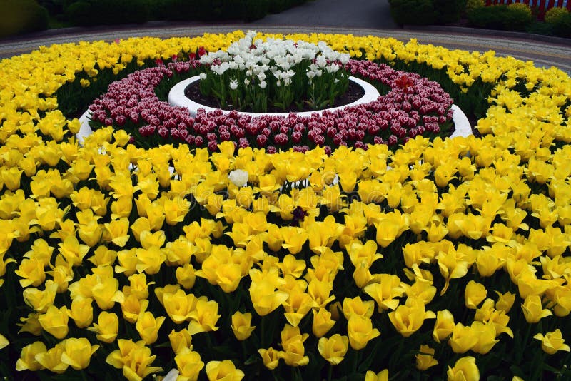 An arrangement of tulips in concentric circles. Symmetrical Floral Pattern stock images