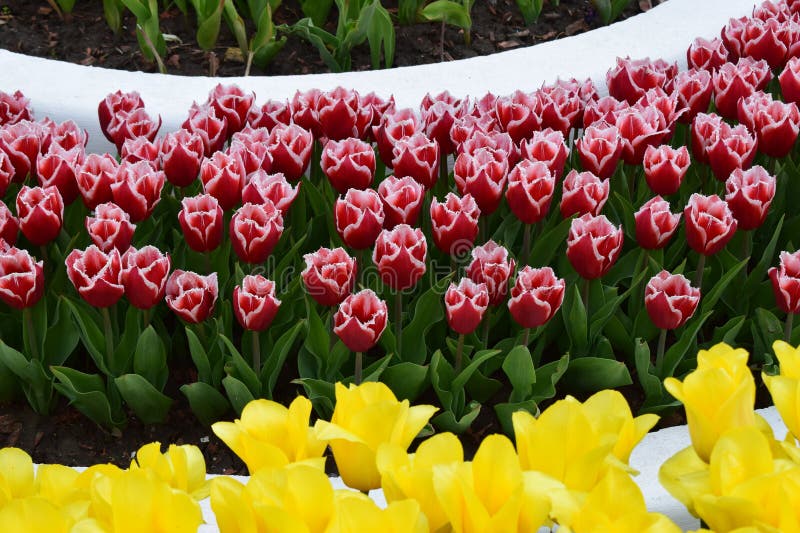 An arrangement of tulips in concentric circles. Symmetrical Floral Pattern stock photography