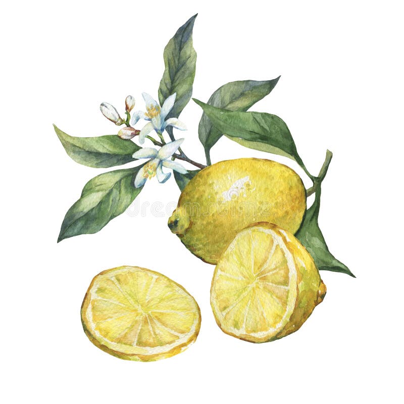 Arrangement with whole and slice fresh citrus fruit lemon with green leaves and flowers. royalty free illustration Arrangement with whole and slice fresh citrus fruit lemon with green leaves and flowers. royalty free illustration