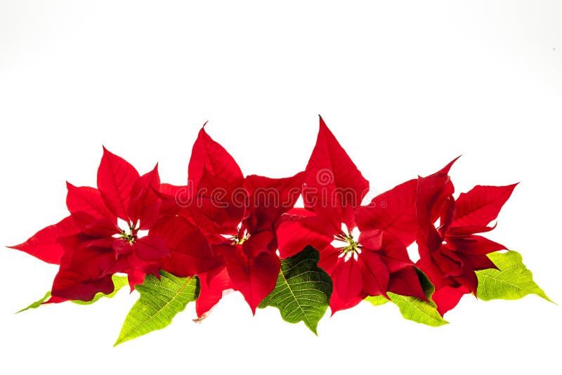 Arranjo Com Poinsétias Do Natal Foto de Stock - Imagem de flores, verde:  29678330