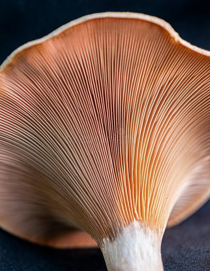 Array of mushroom gills, creating symmetrical patterns in close-up vector illustration