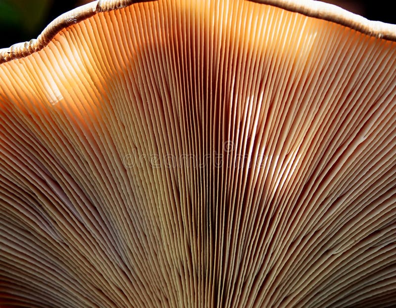 Array of mushroom gills, creating symmetrical patterns in close-up vector illustration