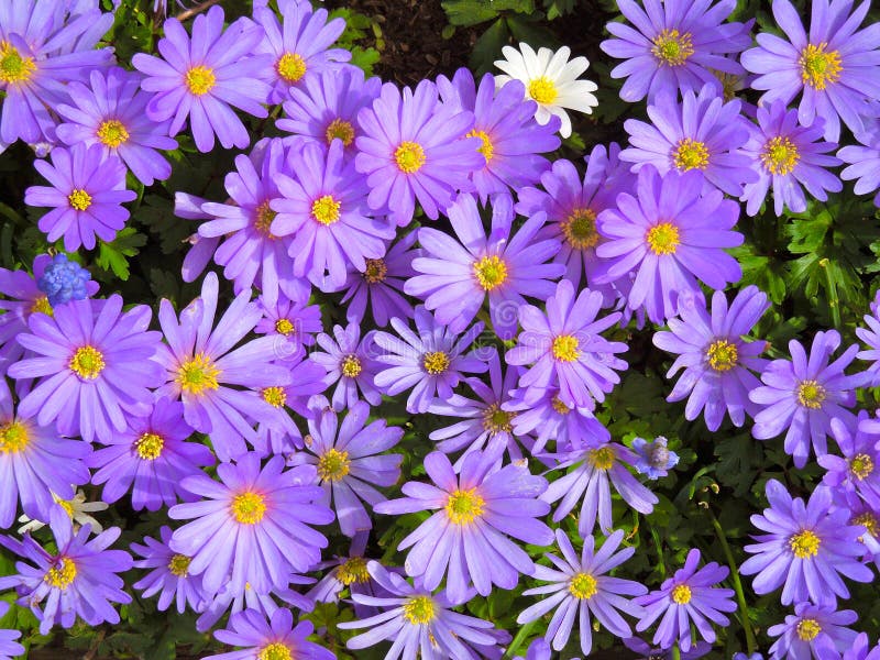 Purple Daisies and One White flower