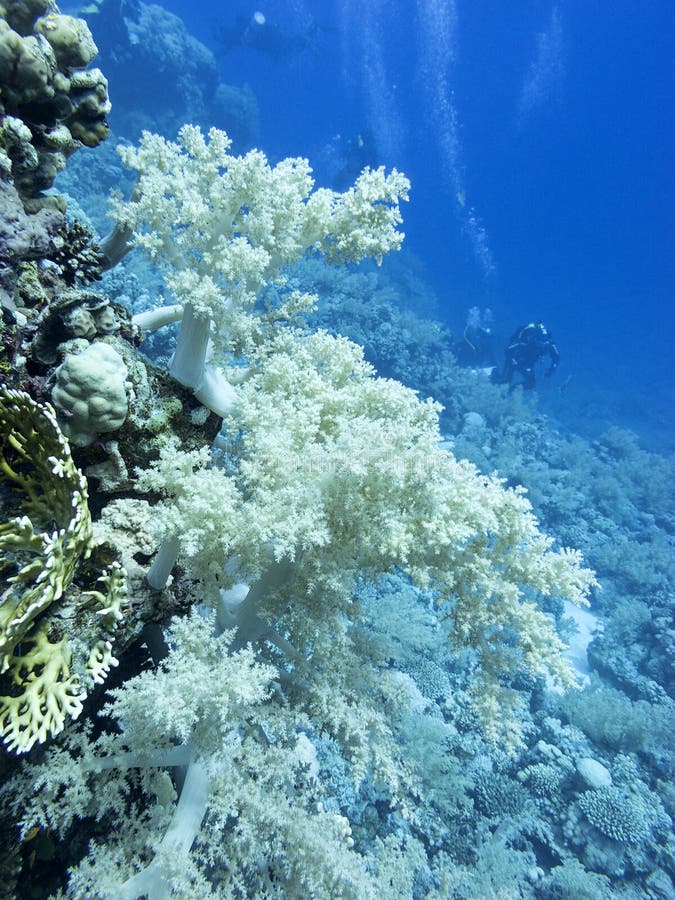 Arrecife de coral colorido en la parte inferior del mar tropical, paisaje subacuático fotografía de archivo libre de regalías Arrecife de coral colorido en la parte inferior del mar tropical, paisaje subacuático fotografía de archivo libre de regalías