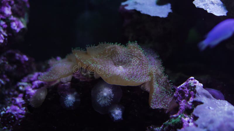 Arrecife de coral. las algas crecen sobre ella y se mueven del flujo del agua metrajes