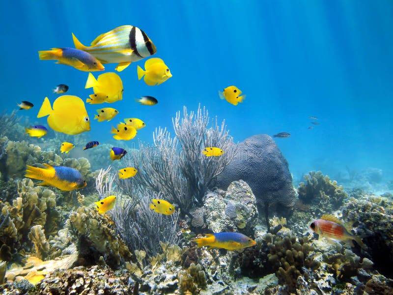 Arrecife de coral subacuático con la escuela de pescados