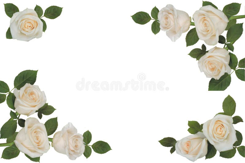Arreglo De Las Rosas Blancas En Un Fondo Blanco Cap?tulo Aislado Imagen de  archivo - Imagen de planta, arbusto: 149539067