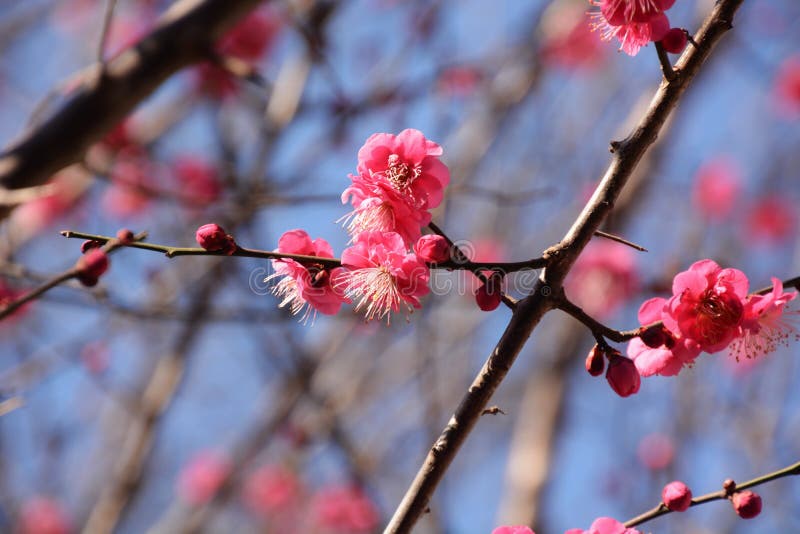 Japanese Plum Blossom Season Stock Photo Image Of Japan Isolated japanese-plum-blossom-season-stock-photo-image-of-japan-isolated