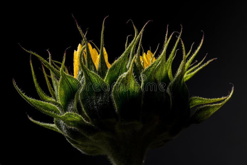 Arrière d'un beau tournesol d'isolement sur le fond noir photos stock