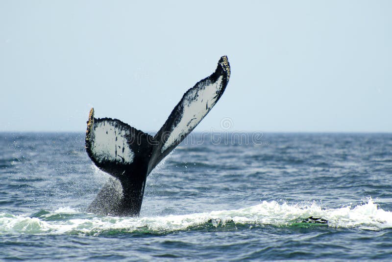 Arrière de baleine de bosse image libre de droits Arrière de baleine de bosse image libre de droits