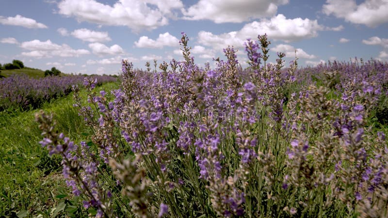 Arrière-plan agricole avec un champ de lavande violette clips vidéos