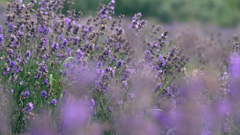 Arrière-plan agricole de lavande violette colorée dans un champ banque de vidéos