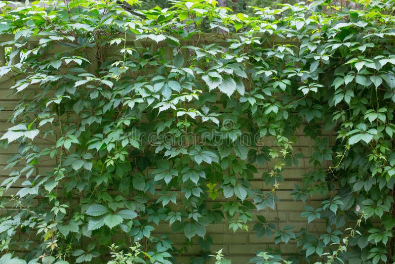 Arrière-plan de la clôture enchevêtrée de raisins sauvages fiveleaf photographie stock