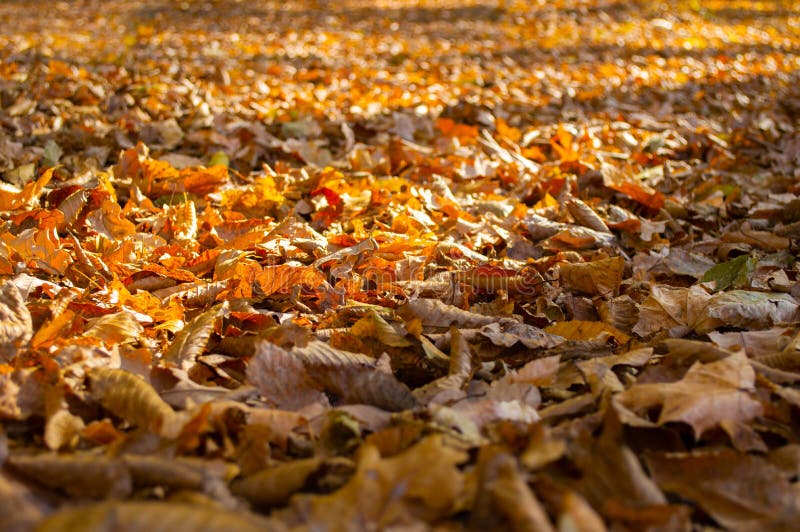 Arrière-plan de nombreuses feuilles jaunes sèches Arrière-plan d'automne photo stock Arrière-plan de nombreuses feuilles jaunes sèches Arrière-plan d'automne photo stock