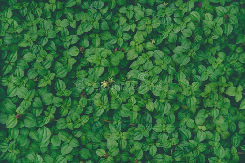Arrière-plan de petites feuilles vertes pour l'oeuvre d'art de conception ou ajouter un message texte. feuille de plante à motif naturel fraîche pour fond.