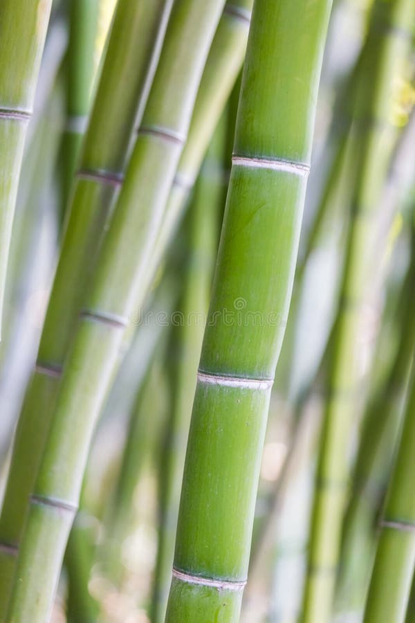Tiges De Bambou Fond Vert Photo Stock Image Du Vert