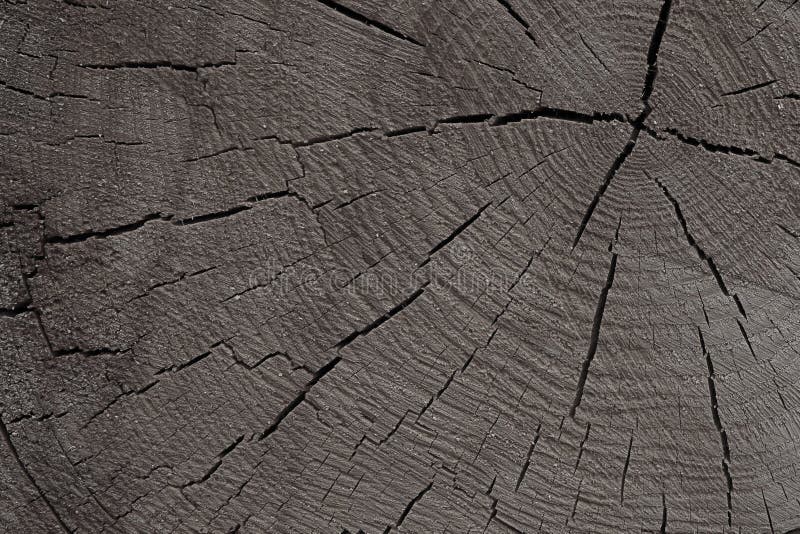 Arrière-plan en bois teint. socle monochrome gris craqué éco-plan rustique photos libres de droits Arrière-plan en bois teint. socle monochrome gris craqué éco-plan rustique photos libres de droits