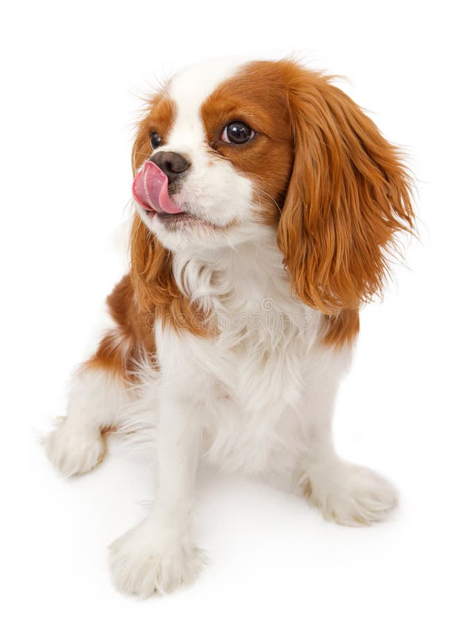 Arrogante Koning Charles Spaniel Dog Licking Lips