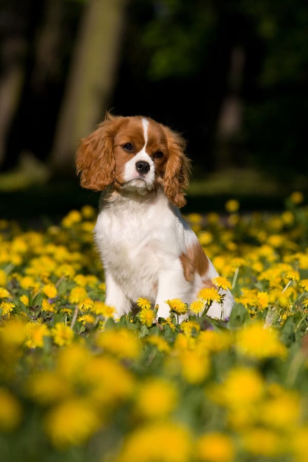 Arrogante sittin van het het spanielpuppy van Charles van de Koning stock afbeeldingen Arrogante sittin van het het spanielpuppy van Charles van de Koning stock afbeeldingen