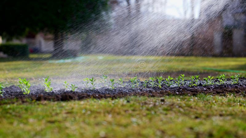 Arrosage des semis nouvellement plantés dans un mouvement lent à fleur. Lit de jardin d'eau. banque de vidéos