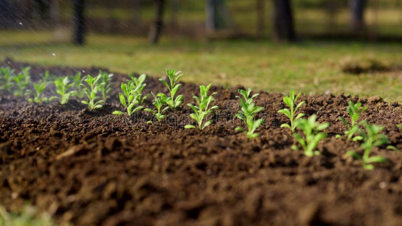 Arrosage des semis nouvellement plantés dans un mouvement lent à fleur. Lit de jardin d'eau. banque de vidéos
