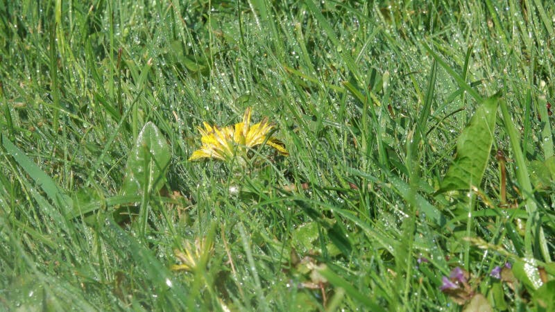 Arrosage jaune de fleurs de ressort de pissenlit