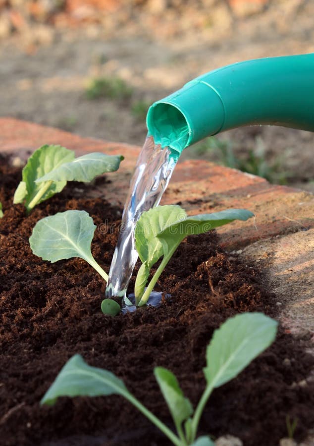 Vegetable cabbage young plants watering after planting in to the garden bed. Vegetable cabbage young plants watering after planting in to the garden bed