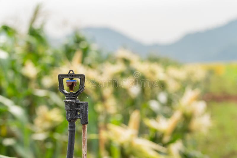 Arroseuse dans le haut tube pour le champ planté avec du maïs photographie stock libre de droits Arroseuse dans le haut tube pour le champ planté avec du maïs photographie stock libre de droits