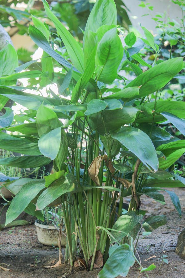 Maranta arundinacea - Bermuda Arrowroot - Seeds